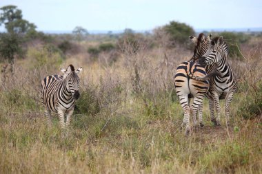 Steppenzebra / Burchell's zebra / Equus burchellii