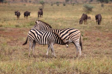 Steppenzebra / Burchell's zebra / Equus burchellii