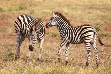 Steppenzebra / Burchell's zebra / Equus burchellii