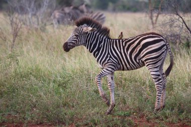 Steppenzebra und Rotschnabel-Madenhacker / Burchell 's zebra and Red-bill oxpecker / Equus burchellii et Buphagus erythrorhynchus