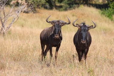 Streifengnu / Blue wildebeest / Connochaetes taurinus