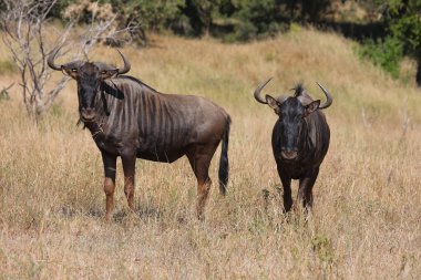 Streifengnu / Blue wildebeest / Connochaetes taurinus