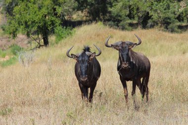 Streifengnu / Blue wildebeest / Connochaetes taurinus