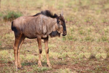 Streifengnu / Blue wildebeest / Connochaetes taurinus