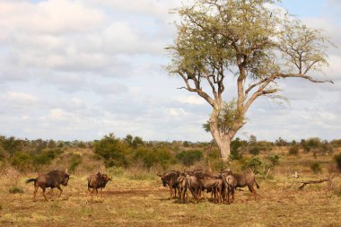 Streifengnu / Blue wildebeest / Connochaetes taurinus