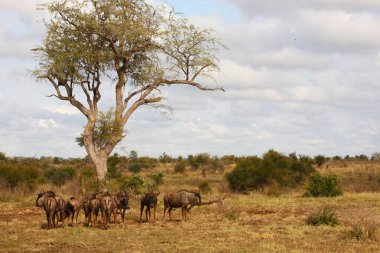 Streifengnu / Blue wildebeest / Connochaetes taurinus