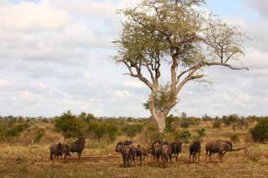 Streifengnu / Blue wildebeest / Connochaetes taurinus
