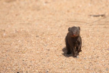 Suedliche Zwergmanguste / Cüce firavun faresi / Helogale parvula
