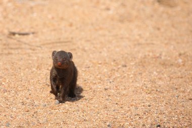 Suedliche Zwergmanguste / Cüce firavun faresi / Helogale parvula