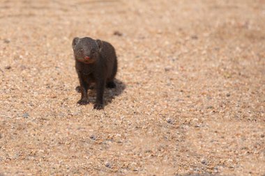 Suedliche Zwergmanguste / Cüce firavun faresi / Helogale parvula