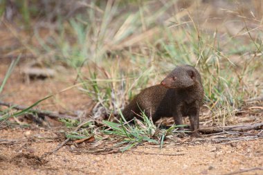 Suedliche Zwergmanguste / Cüce firavun faresi / Helogale parvula