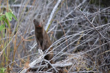 Suedliche Zwergmanguste / Cüce firavun faresi / Helogale parvula