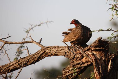 Swainsonfrankolin / Swainson's francolin or Swainson's spurfowl / Francolinus swainsonii