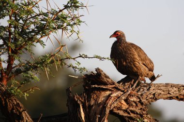 Swainsonfrankolin / Swainson's francolin or Swainson's spurfowl / Francolinus swainsonii