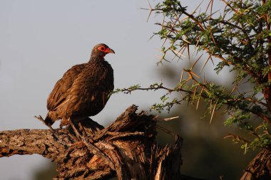 Swainsonfrankolin / Swainson's francolin or Swainson's spurfowl / Francolinus swainsonii