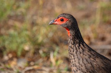 Swainsonfrankolin / Swainson's francolin or Swainson's spurfowl / Francolinus swainsonii