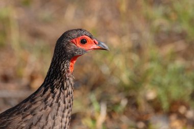Swainsonfrankolin / Swainson's francolin or Swainson's spurfowl / Francolinus swainsonii