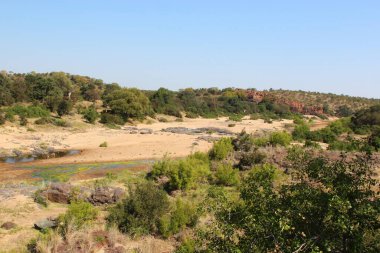 Tuepfelhyaene / Benekli hyaena / Crocuta crocuta