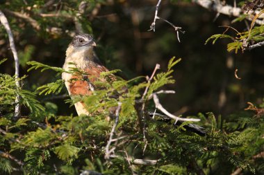 Tiputip / Burchell's coucal / Centropus superciliosus