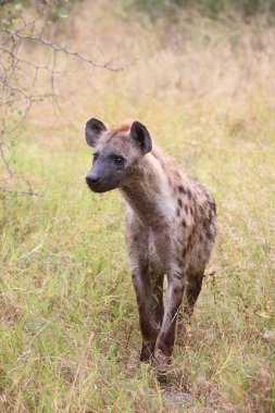 Tuepfelhyaene / Benekli hyaena / Crocuta crocuta