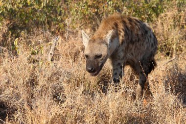 Tuepfelhyaene / Benekli hyaena / Crocuta crocuta