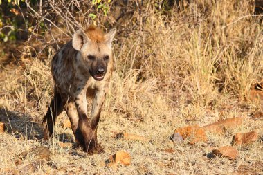 Tuepfelhyaene / Benekli hyaena / Crocuta crocuta