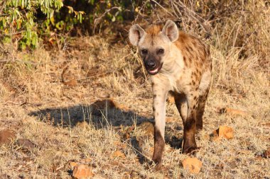 Tuepfelhyaene / Benekli hyaena / Crocuta crocuta