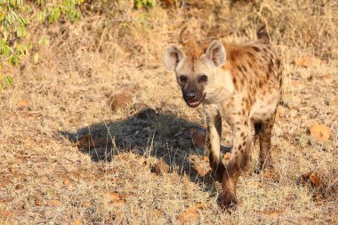 Tuepfelhyaene / Benekli hyaena / Crocuta crocuta