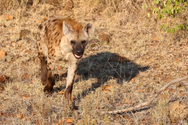 Tuepfelhyaene / Benekli hyaena / Crocuta crocuta