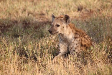 Tuepfelhyaene / Benekli hyaena / Crocuta crocuta