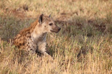 Tuepfelhyaene / Benekli hyaena / Crocuta crocuta