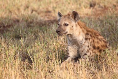 Tuepfelhyaene / Benekli hyaena / Crocuta crocuta