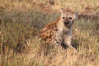 Tuepfelhyaene / Benekli hyaena / Crocuta crocuta