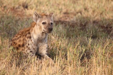 Tuepfelhyaene / Benekli hyaena / Crocuta crocuta