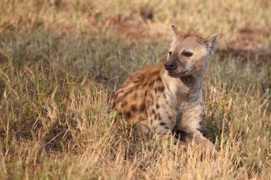 Tuepfelhyaene / Benekli hyaena / Crocuta crocuta