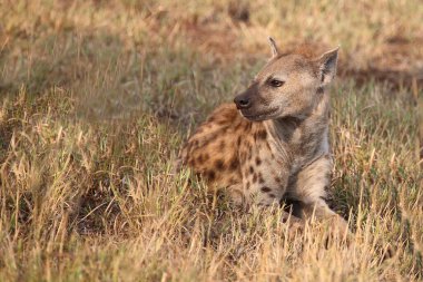 Tuepfelhyaene / Benekli hyaena / Crocuta crocuta
