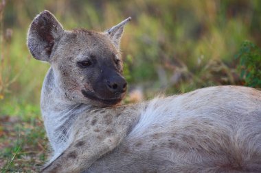 Tuepfelhyaene / Benekli hyaena / Crocuta crocuta