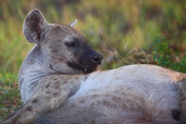 Tuepfelhyaene / Benekli hyaena / Crocuta crocuta