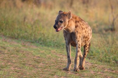 Tuepfelhyaene / Benekli hyaena / Crocuta crocuta