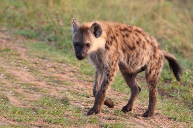 Tuepfelhyaene / Benekli hyaena / Crocuta crocuta