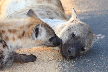 Tuepfelhyaene / Benekli hyaena / Crocuta crocuta