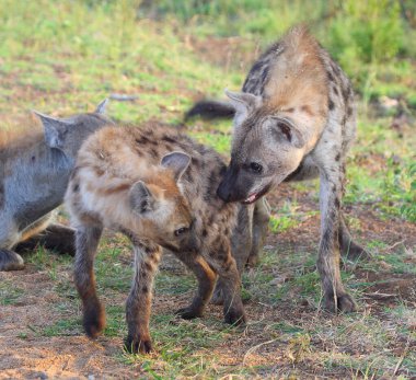 Tuepfelhyaene / Benekli hyaena / Crocuta crocuta