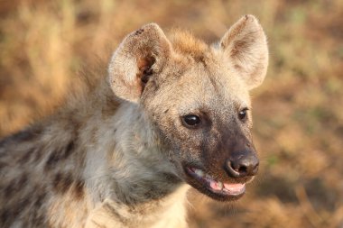 Tuepfelhyaene / Benekli hyaena / Crocuta crocuta