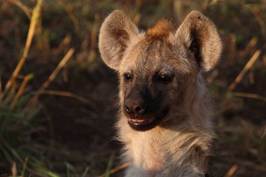 Tuepfelhyaene / Benekli hyaena / Crocuta crocuta