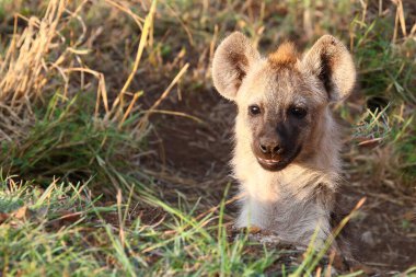 Tuepfelhyaene / Benekli hyaena / Crocuta crocuta