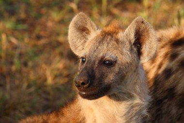 Tuepfelhyaene / Benekli hyaena / Crocuta crocuta