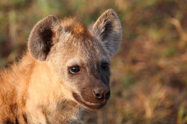 Tuepfelhyaene / Benekli hyaena / Crocuta crocuta