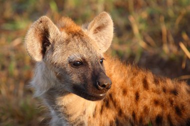 Tuepfelhyaene / Benekli hyaena / Crocuta crocuta