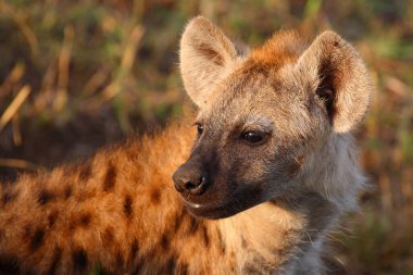 Tuepfelhyaene / Benekli hyaena / Crocuta crocuta
