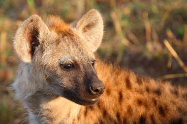 Tuepfelhyaene / Benekli hyaena / Crocuta crocuta